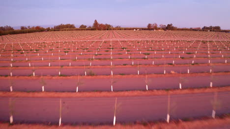 a large agricultural field with young trees planted in orderly rows