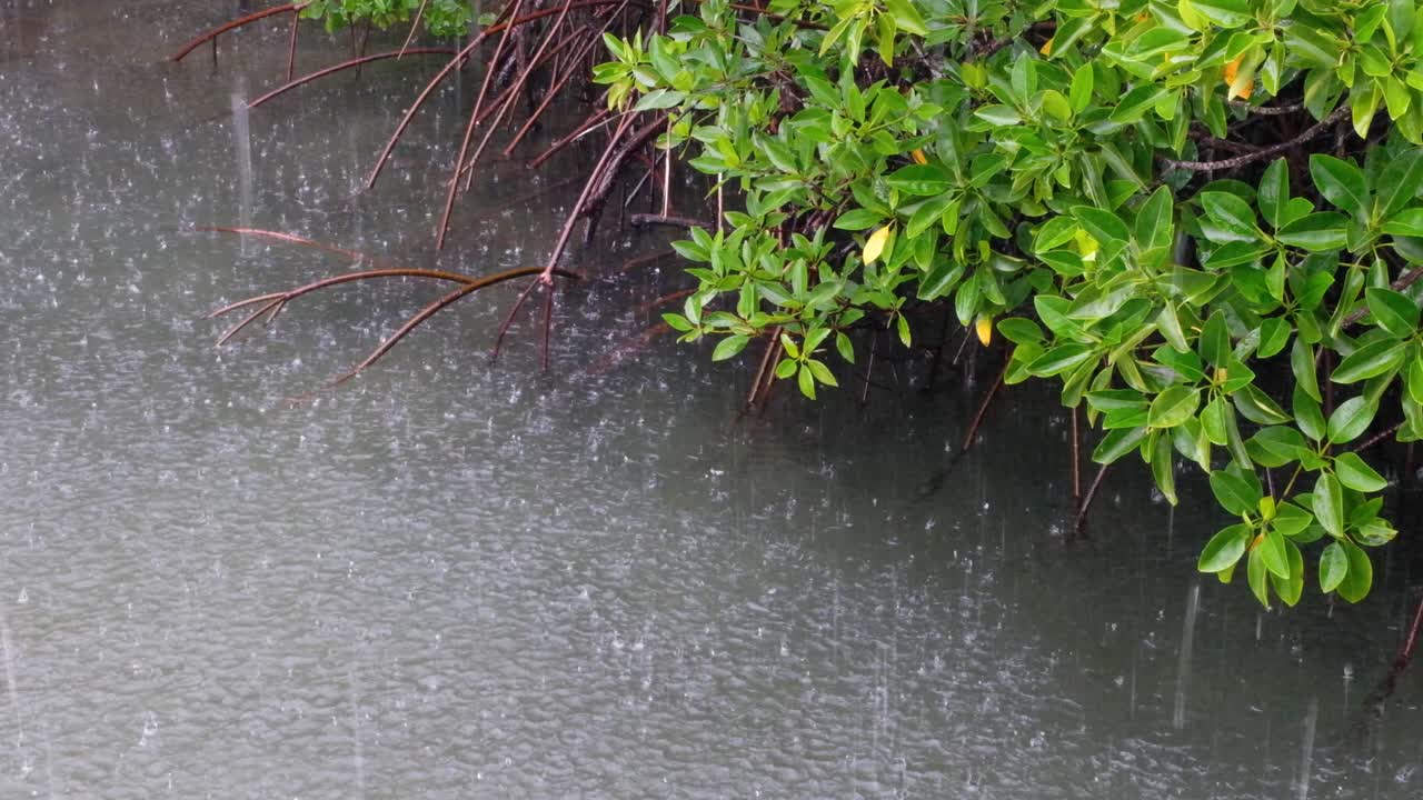 Heavy rain and raindrops falling onto water surface with mangrove forest, exposed root system and bright green leaves in coastal area of ocean
