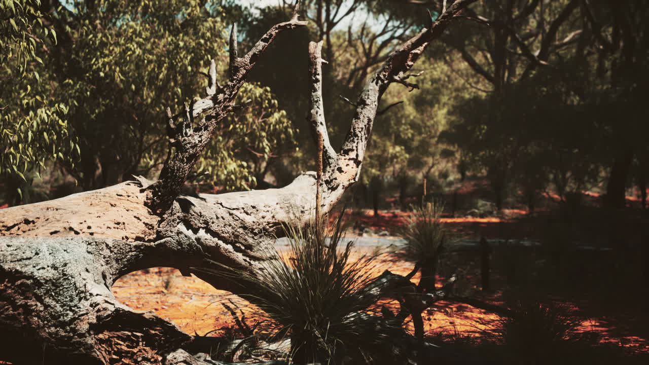 나무 가 있는  ⁇ 은 모래 덤불