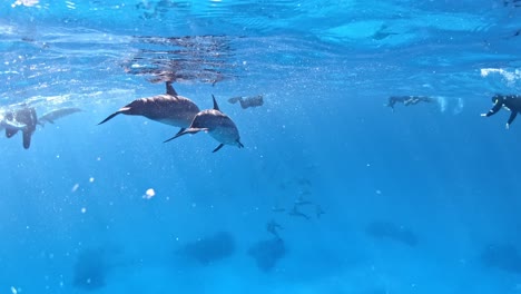 Dolphins-and-people-snorkeling-together