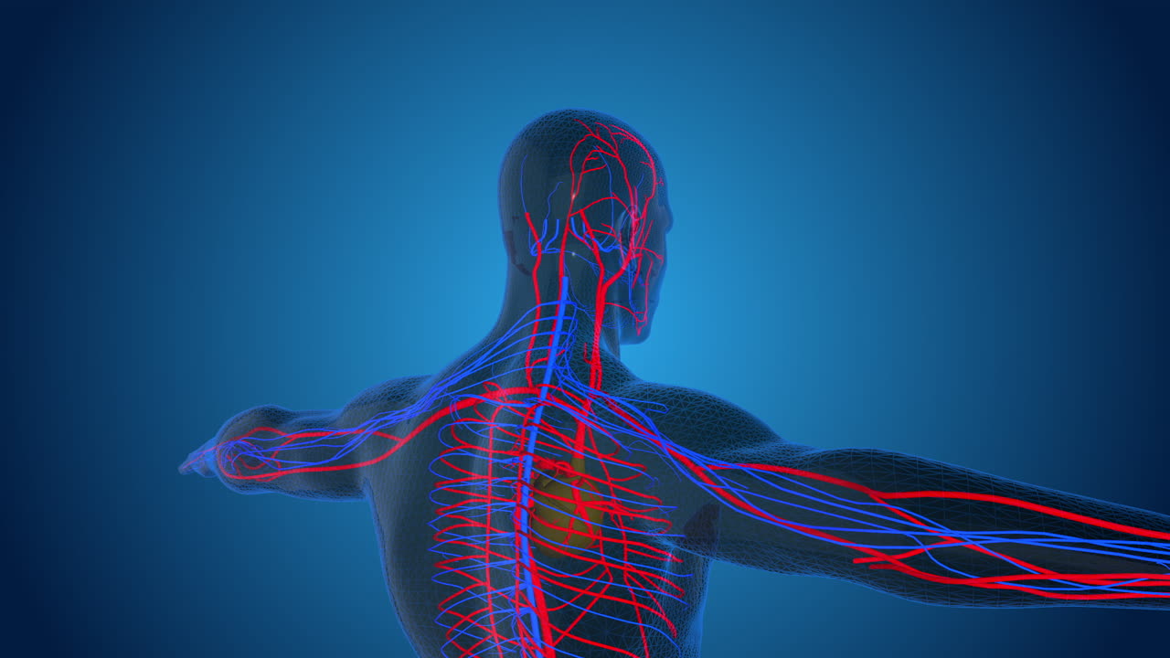 Human Circulatory System Visualization