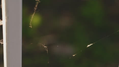 tela de araña delgada cerca de la valla de madera blanca en un día soleado macro