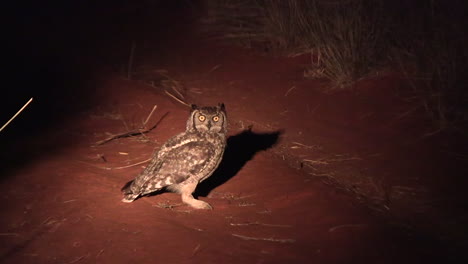 a spotted eagle owl sits on the red kalahari sand at night looking for prey