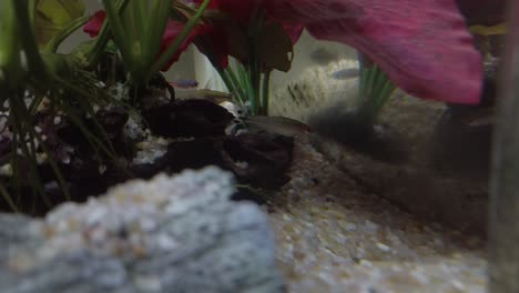 coloridos peces tropicales en el acuario de agua clara con maderas flotantes, gravas, plantas verdes y rojas