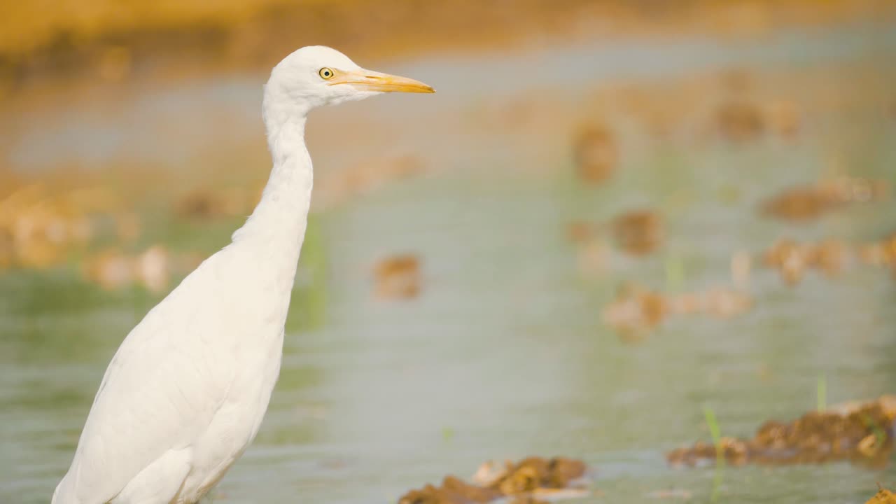 цапля ищет корм в поле