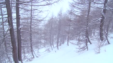 Snow-blowing-on-a-tree-covered-hill-during-a-blizzard