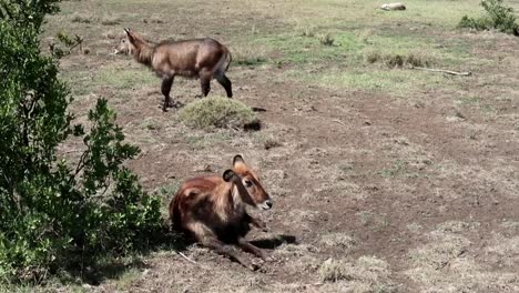 dos hembras antílopes vagando libremente por la sabana africana