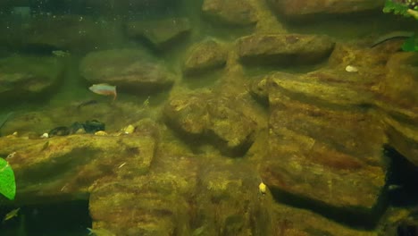 Reedfish-swimming-really-close-to-the-camera