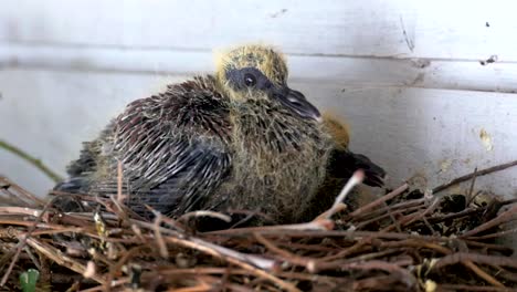 African-rock-pigeon-fledgling-in-the-nest-under-a-zinc-roof-CLOSE-UP