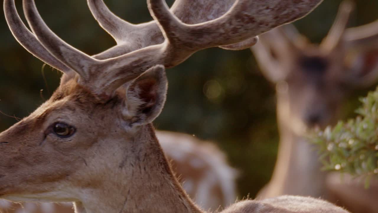Et nærbilde av ansiktet til en europeisk dåhjort i Waterleidingduinen, Nord-Holland, Nederland