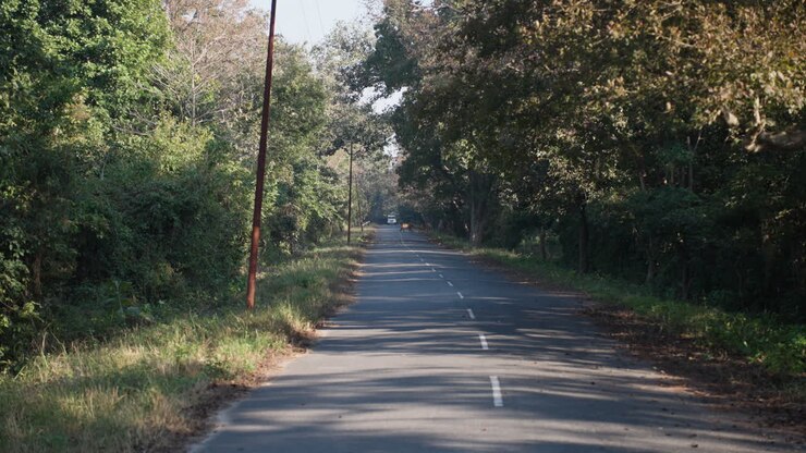 Una tigre cammina nella foresta di Jim Corbett, ripresa pacifica al rallentatore, fauna selvatica diurna