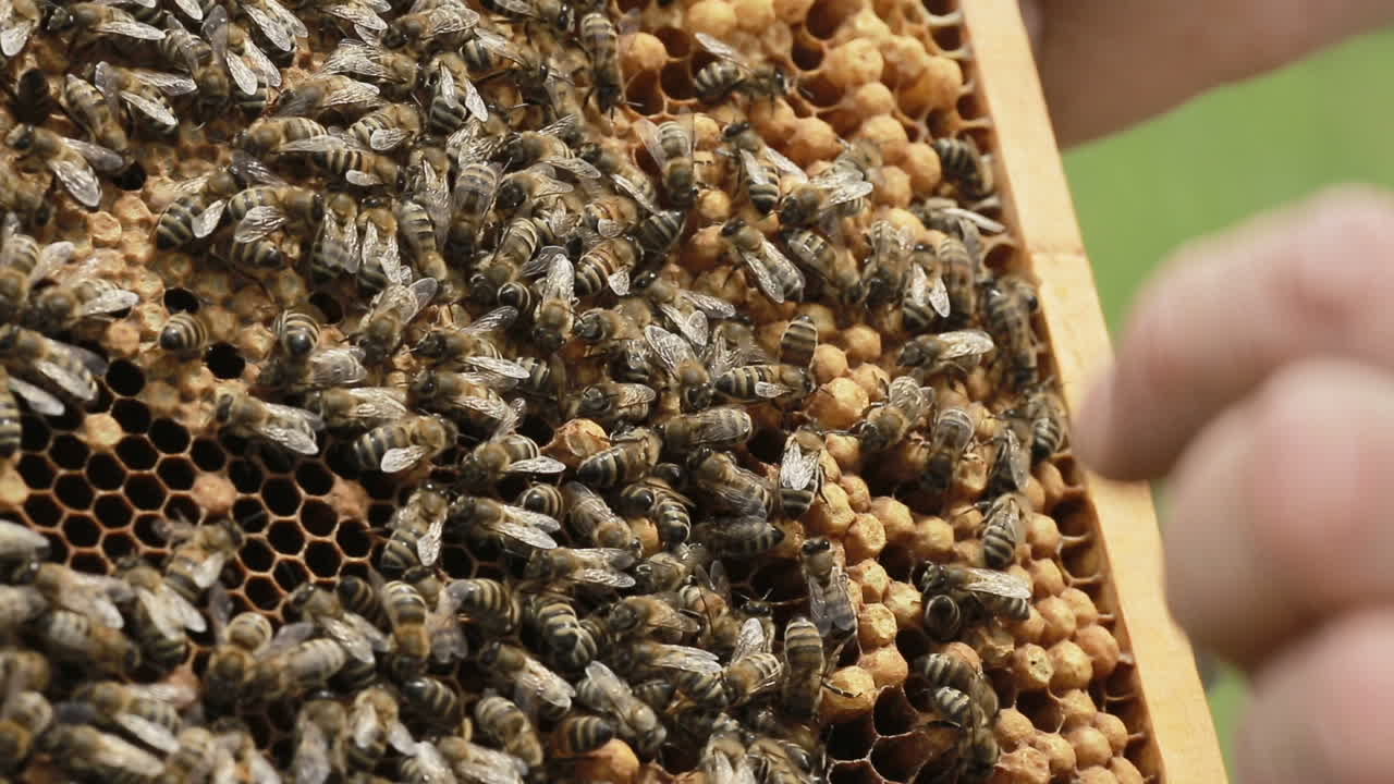 Busy Bee Workers On Honeycomb. Busy bee workers on honeycomb workinh on the hive in summer day