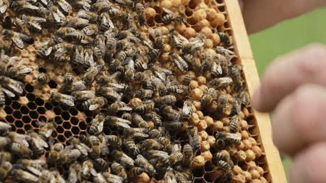 busy bee workers on honeycomb. busy bee workers on honeycomb workinh on the hive in summer day