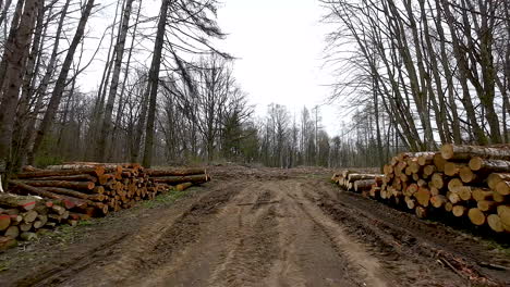 aerial view flying through neatly stacked tree trunks, and piles of logs by dirt road in forest