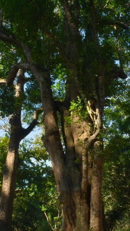 large tree in forest