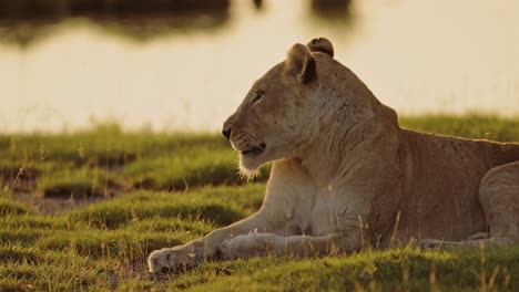 lion yawning showing teeth at sunset in serengeti in africa, lioness doing yawn, lions opening mouth open in serengeti national park in beautiful golden orange sunlight sun light in tanzania on safari