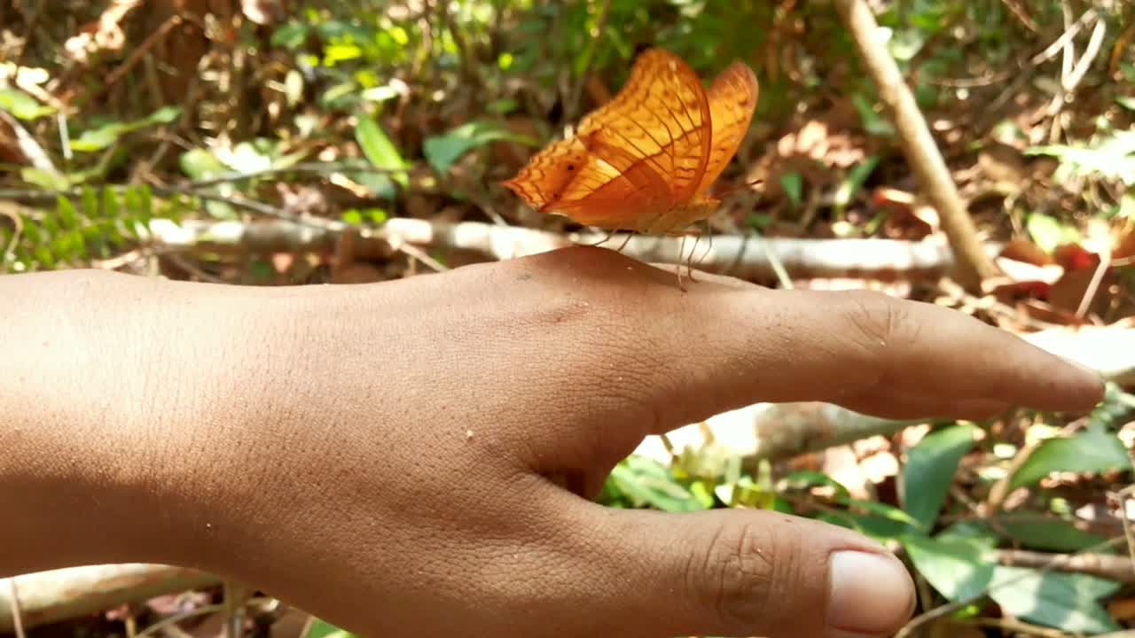 la mariposa poco común posada en la mano de un ser humano, chupando y batiendo las alas alrededor de la mano.