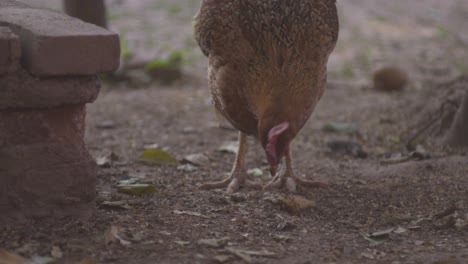 A-free-range-chicken-pecks-at-food-on-the-ground-on-a-shady-day