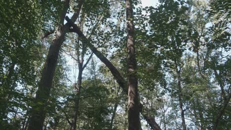 breeze in forest at wisshaickon creek