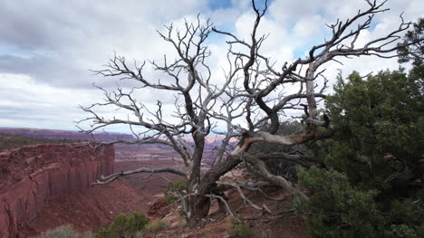 árbol de los cañones 00