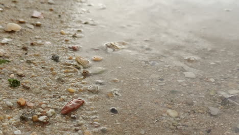 shells on sand by the waves on the beach -close up