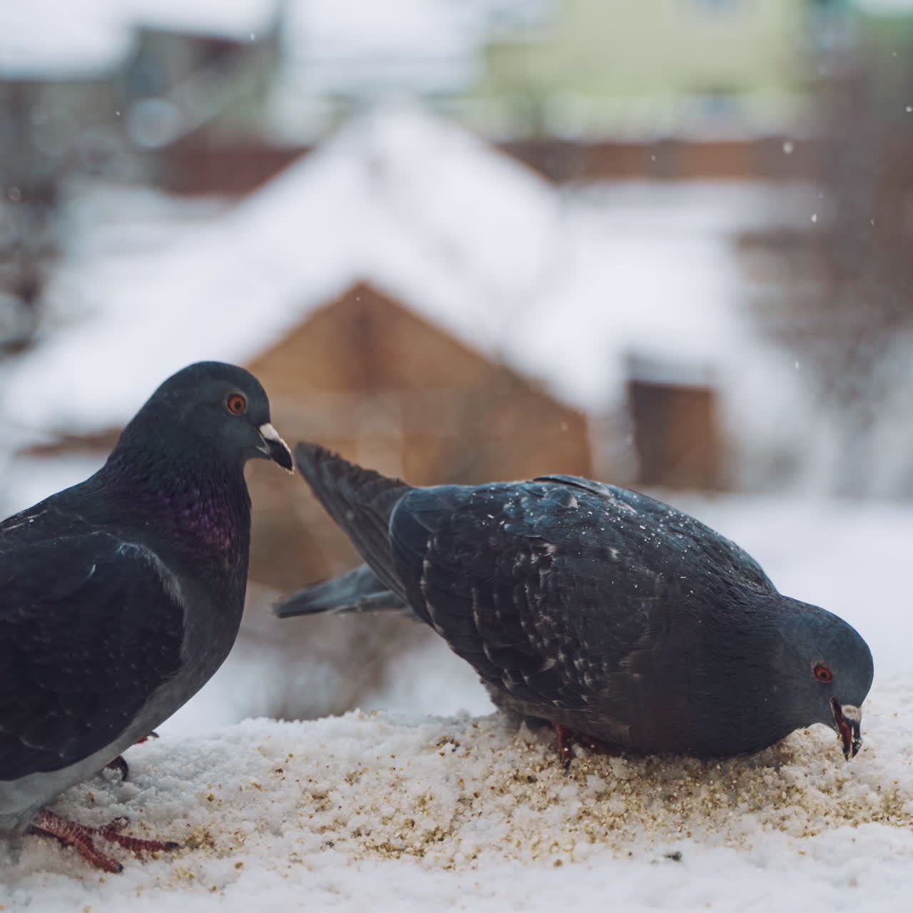 Two hungry pigeons are eating on the urban background. Dove birds eating bread over winter landscape.