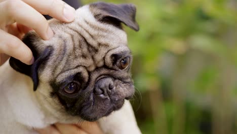 el perro pug.