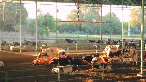 En-Turquía,-Países-De-Medio-Oriente,-Cuidado-De-Las-Vacas,-Ordeño,-Alimentación-De-Forraje,-Leche-De-Vaca-En-La-Granja.