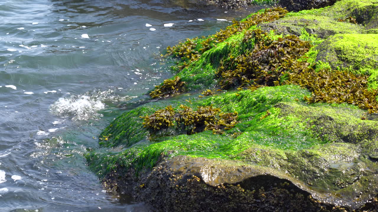 Onde oceaniche che si infrangono sulle rocce coperte di alghe sulla riva