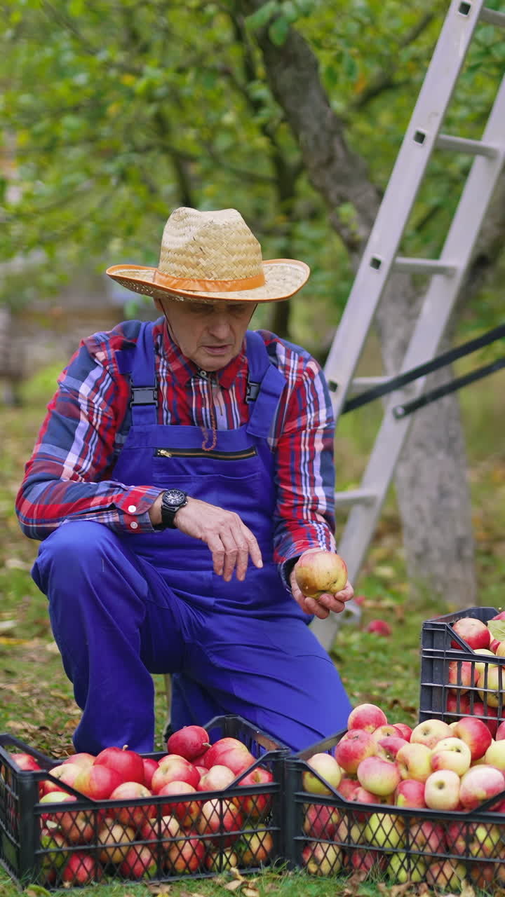 Harvesting apple plantation tree. Farmer working in the apple farm. Vertical video