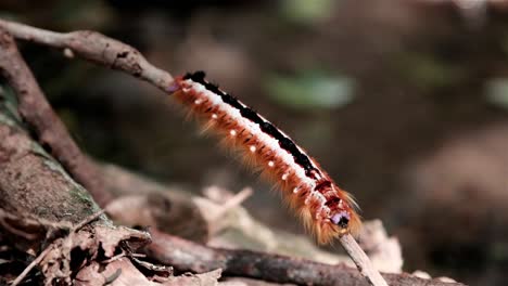 hairy orange procession caterpillar on a twig