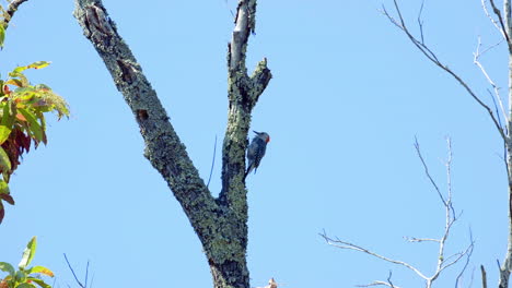 Pájaro-Carpintero-De-Vientre-Rojo-En-Un-Tronco-De-árbol-Y-Ramas