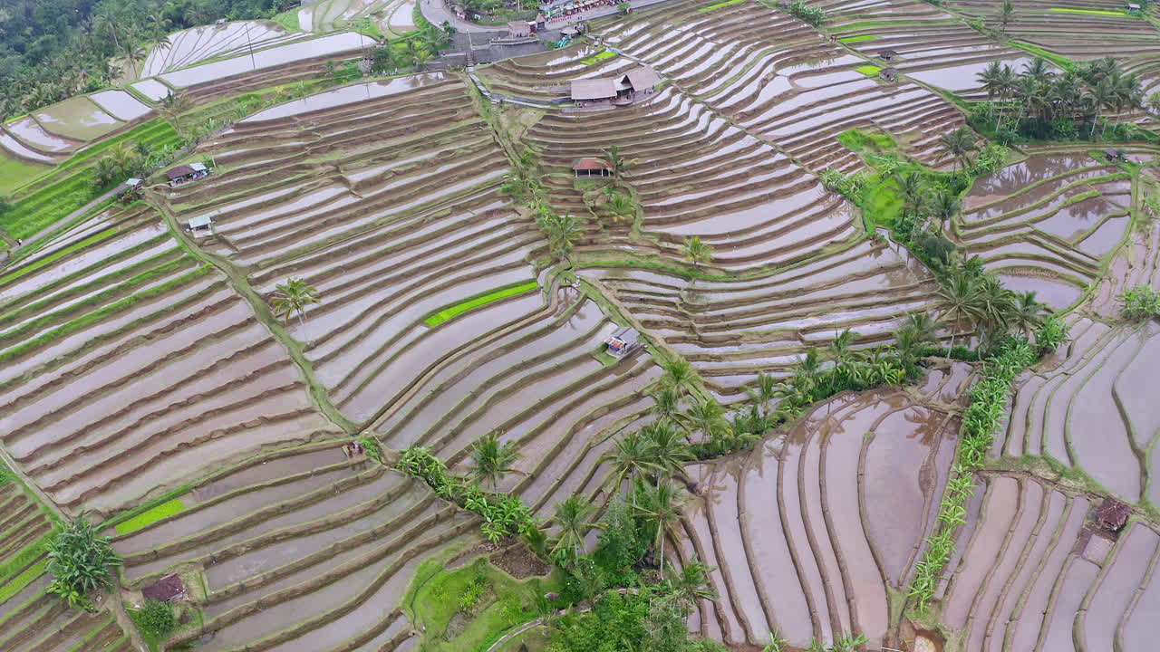 Aerial View of Jatiluwih Rice Terrace in Mountains of Bali, Indonesia. 4K Drone