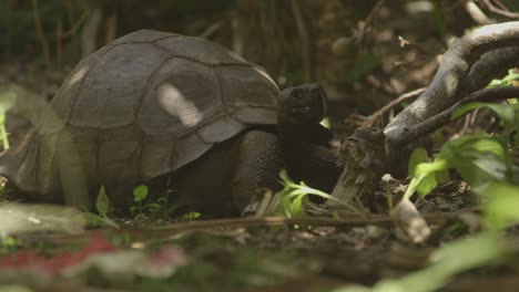 mr t - the giant turtle from galapagos on pitcairn island decided to go away