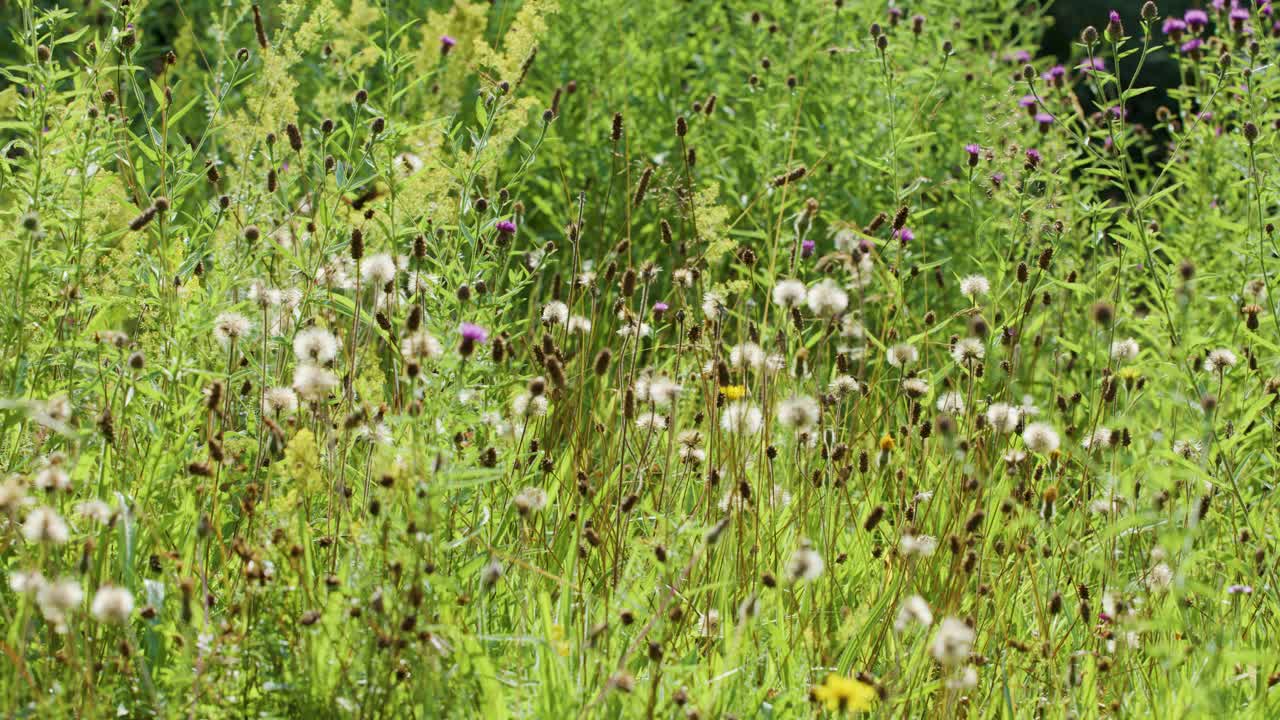 Lush wildflowers and grasses sway gently in bright sunlight, insects visible among vibrant green foliage