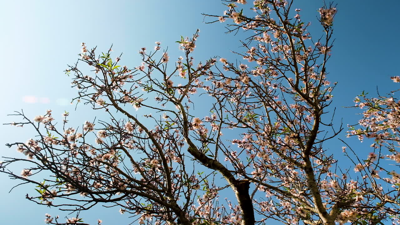 Apricot tree blossoms and young leaf growth in springtime against blue sky