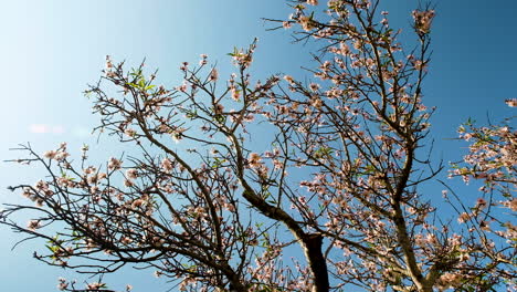 apricot tree blossoms and young leaf growth in springtime against blue sky