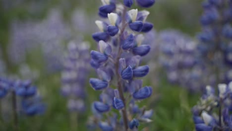 this is a close up of a beautiful purple flower in iceland