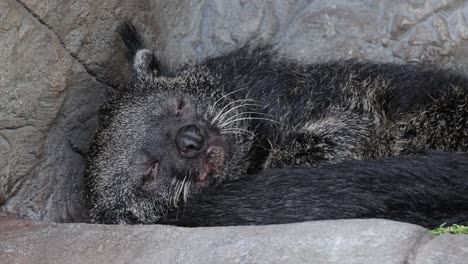 a binturong relaxes among stones, appearing content