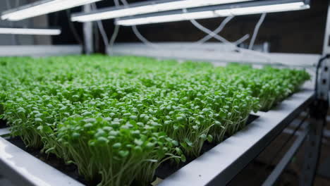 indoor microgreen farm with led lighting