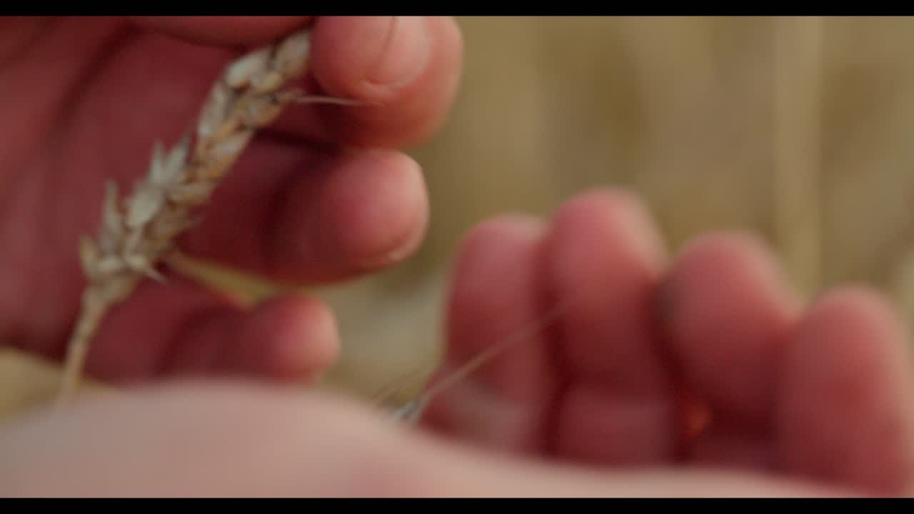 Hands holding wheat