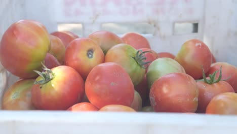 la cosecha de tomates rojos