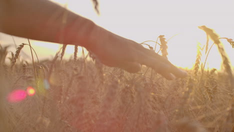 man's hand holding barley. agriculture. sunset. farmer touching his crop with hand in a golden wheat field. harvesting organic farming concept.