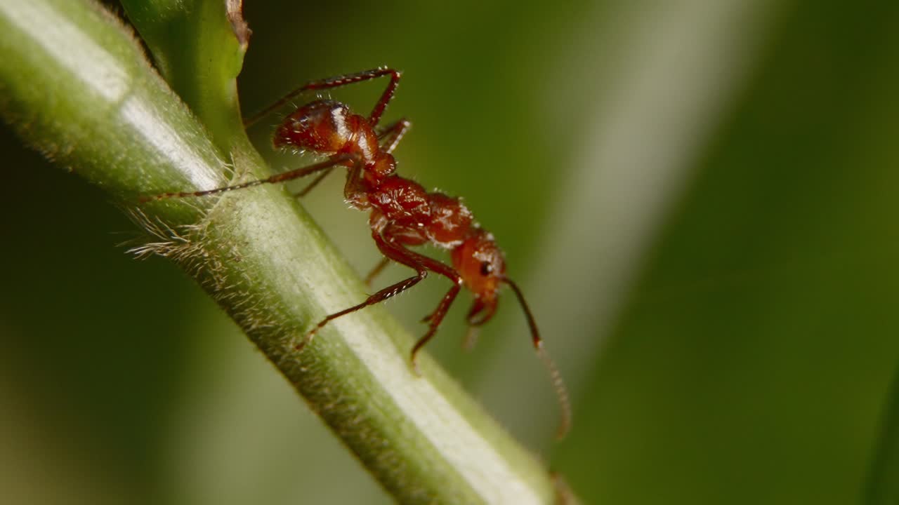 Leafcutter ant crawling along a green stem, detailed close-up of insect’s movement
