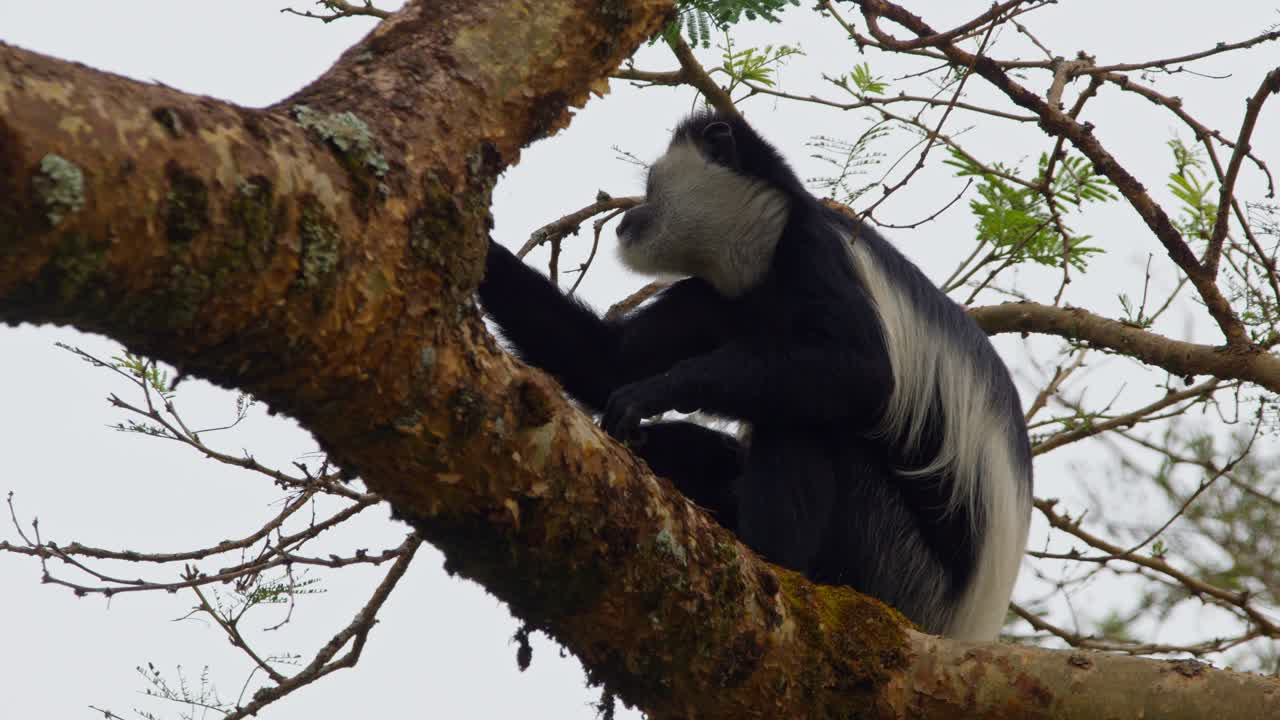 Um macaco colobus preto e branco comendo a casca e as folhas da árvore em Uganda. - Close-up