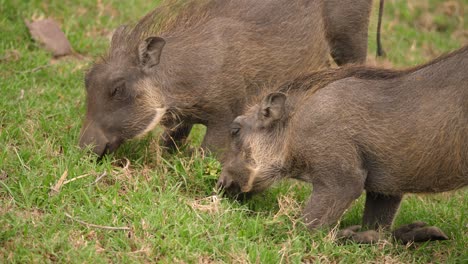 dos jabalíes comiendo hierba arrodillados con las piernas dobladas en sudáfrica