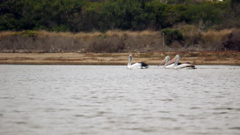 three large australian pelicans wade down a creek