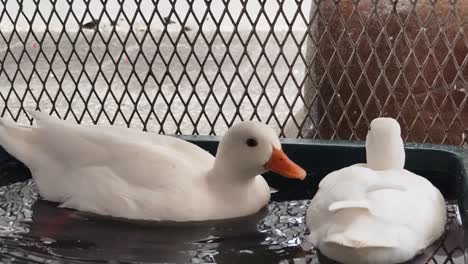 two white ducks swimming in a shallow pool