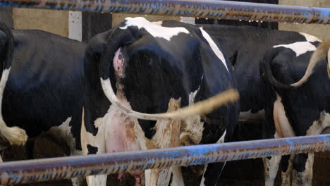 modern dairy farm operations: a close look at cattle care