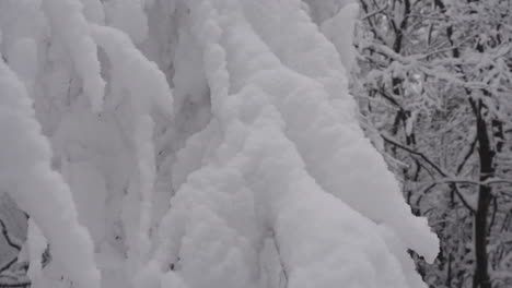 Tree-in-winter,-snow-in-holiday,-snowy-forest